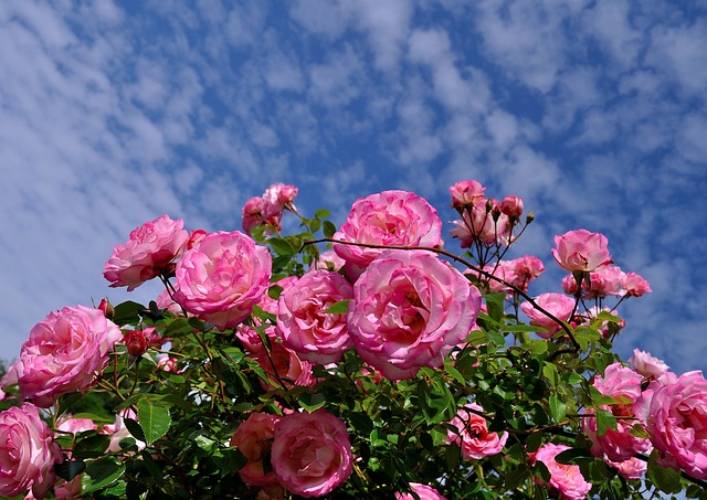 roses-411761_640