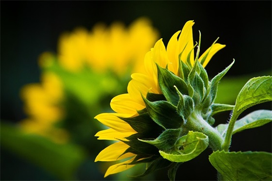 关于五四青年节文案正能量 五四青年节标语口号
