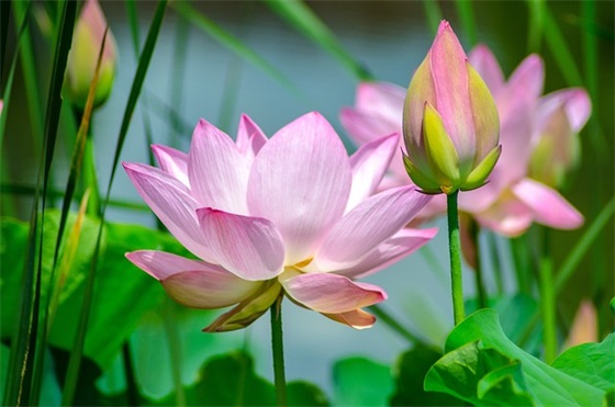 向往自由的句子95句