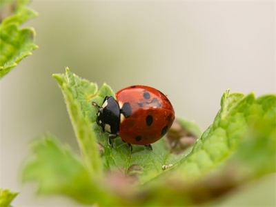 带符号的游戏名字