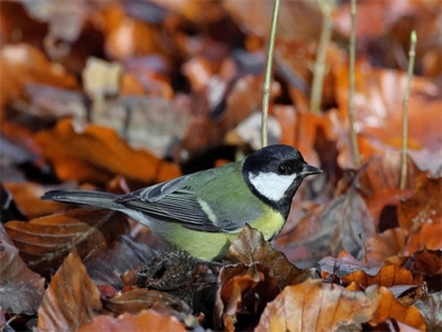 店铺选名字有哪些案例（卖刀的店铺取什么名字）