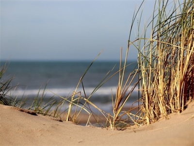 描写松树的诗句(276句)