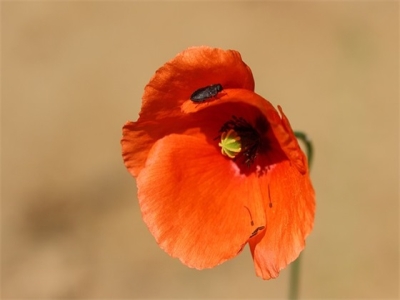 关于容易的诗句(88句)