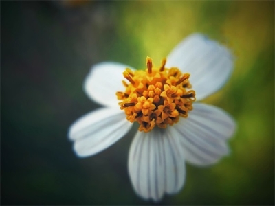 取名方法是什么？（成语起名男孩虎宝宝的名字有哪些）