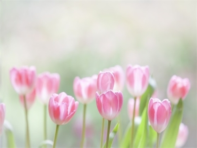 关于玉树的诗句(119句)