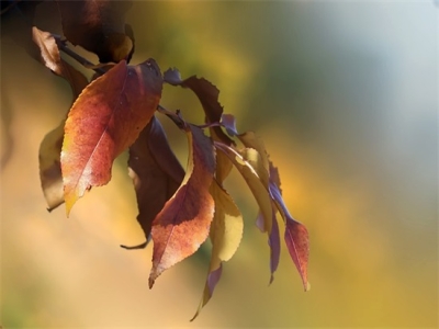 小学教师职称论文范例6篇