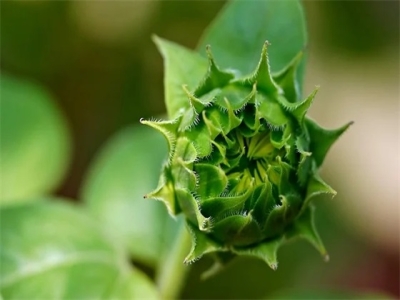 2024年三月宝宝八字起名（缺金虎宝宝取名）