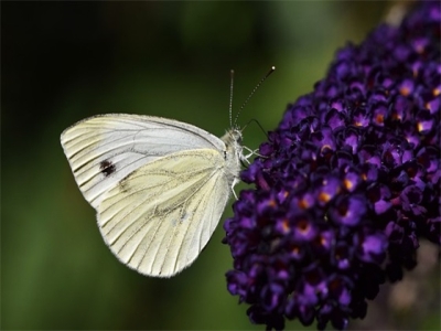 一看就有魅力的男孩名字700个