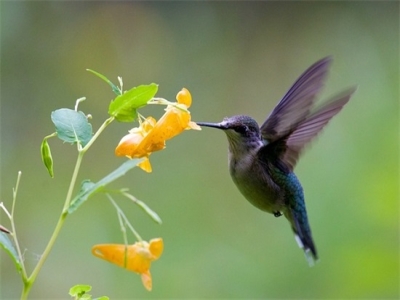 宠物情侣名字 宠物情侣名字一对好听(精选97个)