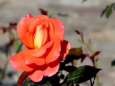 霸气高冷到爆的句子(精选117句)