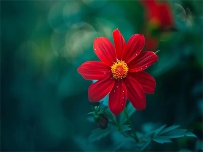 女宝宝带扬字时尚新颖的好名字大全（扬字在名字中的寓意）