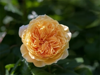 秀宝宝的句子收藏