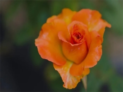 关于秋光的诗句(69句)