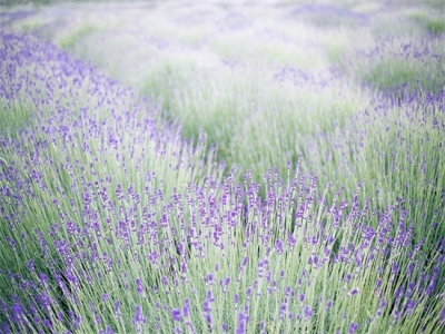 又可爱又拽的女生网名，好听的网名女生可爱优雅霸气