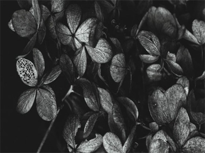 最后一课郑振铎范例6篇